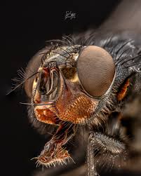 Attēlu rezultāti vaicājumam “Musca domestica”