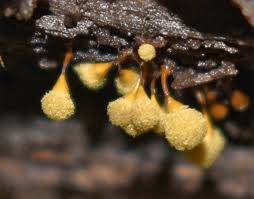 Attēlu rezultāti vaicājumam “Hemitrichia chrysospora macro”