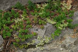 Attēlu rezultāti vaicājumam “Sedum album leaf”