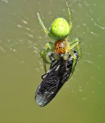 Attēlu rezultāti vaicājumam “Araniella male”