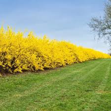 Attēlu rezultāti vaicājumam “Forsythia suspensa flower”