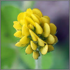 Attēlu rezultāti vaicājumam “Medicago lupulina flower”