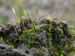 Attēlu rezultāti vaicājumam “Aloina rigida sporophyte”