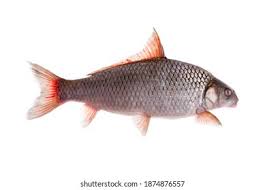 Image result for Carpiodes cyprinus