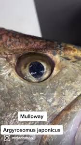 Image result for Argyrosomus japonicus