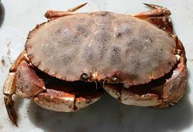 Image result for Cancer borealis