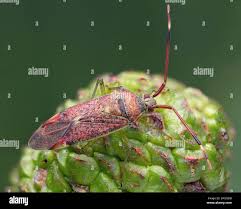 Attēlu rezultāti vaicājumam “Pantilius tunicatus”