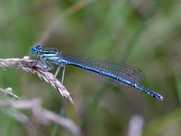 Attēlu rezultāti vaicājumam “Platycnemis pennipes”