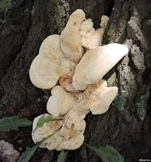 Attēlu rezultāti vaicājumam “Bondarzewia mesenterica”