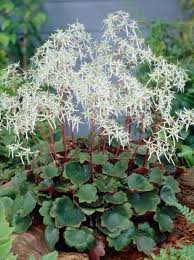 Image result for Steinbrech