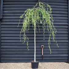 Attēlu rezultāti vaicājumam “Betula pendula”