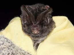 Attēlu rezultāti vaicājumam “Barbastella barbastellus”