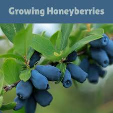 Attēlu rezultāti vaicājumam “Lonicera caerulea var. pallasii fruit”