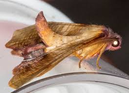 Attēlu rezultāti vaicājumam “Plagodis dolabraria”