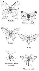 Attēlu rezultāti vaicājumam “Lepidoptera”