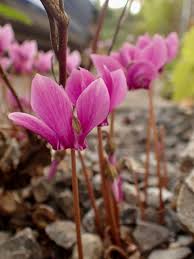 Attēlu rezultāti vaicājumam “Cyclamen hederifolium”