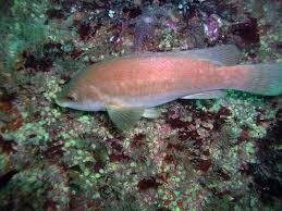 Image result for Labrus bergylta