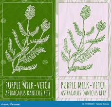 Attēlu rezultāti vaicājumam “Astragalus danicus fruit”