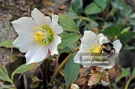 Image result for Nieswurz