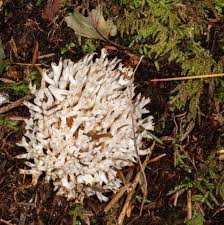 Attēlu rezultāti vaicājumam “Ramariopsis kunzei”