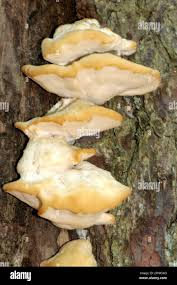 Attēlu rezultāti vaicājumam “Bondarzewia mesenterica”