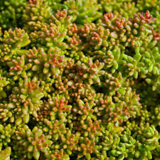Image result for Sedum album `Coral Carpet`