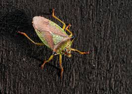 Attēlu rezultāti vaicājumam “Acanthosoma haemorrhoidale”