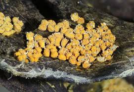 Attēlu rezultāti vaicājumam “Physarum bitectum macro”