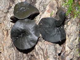 Attēlu rezultāti vaicājumam “Ionomidotis irregularis”