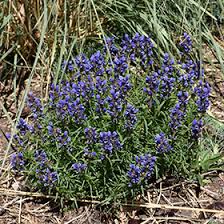 Attēlu rezultāti vaicājumam “Dracocephalum ruyschiana”
