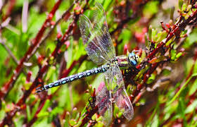 Attēlu rezultāti vaicājumam “Brachytron pratense”