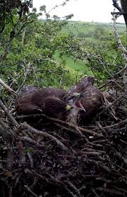 Attēlu rezultāti vaicājumam “Buteo buteo nest”