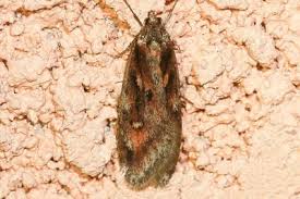 Attēlu rezultāti vaicājumam “Semioscopis oculella”