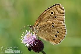 Attēlu rezultāti vaicājumam “Aphantopus hyperantus”