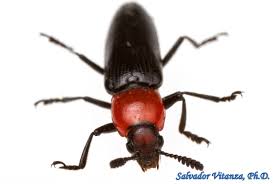 Attēlu rezultāti vaicājumam “Erotylidae”