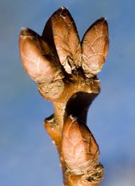 Attēlu rezultāti vaicājumam “Quercus robur bud”