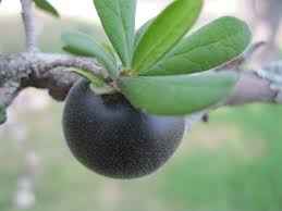 Attēlu rezultāti vaicājumam “Crepis tectorum fruit”