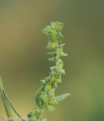 Attēlu rezultāti vaicājumam “Atriplex patula”