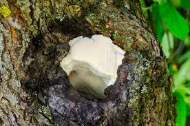 Attēlu rezultāti vaicājumam “Aurantiporus fissilis”