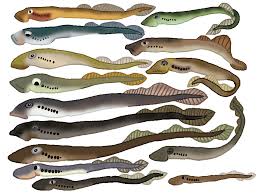 Image result for Lethenteron camtschaticum