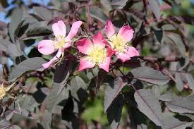 Attēlu rezultāti vaicājumam “Rosa glauca flower”