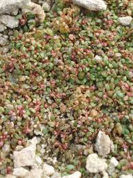 Attēlu rezultāti vaicājumam “Elatine hydropiper leaf”