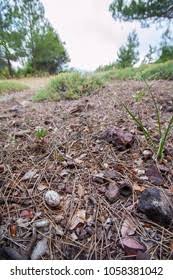 Attēlu rezultāti vaicājumam “Caprimulgus europaeus egg”