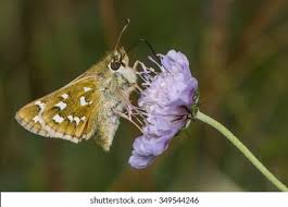 Attēlu rezultāti vaicājumam “Hesperia comma male”