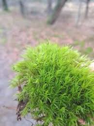 Attēlu rezultāti vaicājumam “Dicranum scoparium”