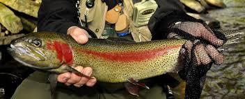 Image result for Kirkham and District Fly Fishers` Club