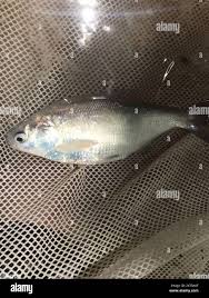 Image result for Dorosoma cepedianum