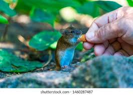 Attēlu rezultāti vaicājumam “Apodemus agrarius”