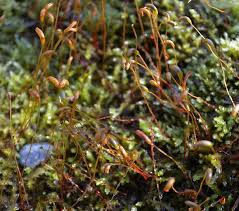 Attēlu rezultāti vaicājumam “Brachythecium”