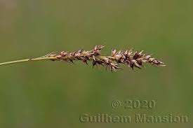Attēlu rezultāti vaicājumam “Carex appropinquata”